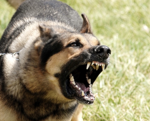 trauma from dog bite